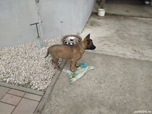 Vand ciobanesc belgian(malinois)!! - imagine 5