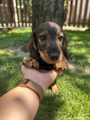 Pui de teckel tekel techel sarmos - imagine 2