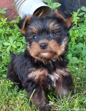 Pui de yorkshire yorki yorkie femele  si masculi - imagine 2 Pui de yorkshire yorki yorkie femele  si masculi - imagine 2