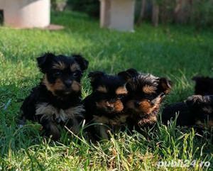 Pui de yorkshire yorki yorkie femele  si masculi