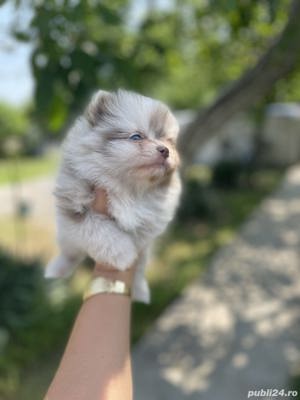 Vand spitz pitic/pomeranian!! - imagine 1