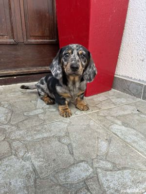 Vand pui teckel tekel techel femele si masculi  - imagine 2