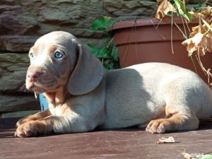 Vand pui teckel tekel techel femele si masculi  - imagine 4