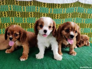 Vand pui cavalier king charles spaniel ruby , bicolor , tricolor  - imagine 2