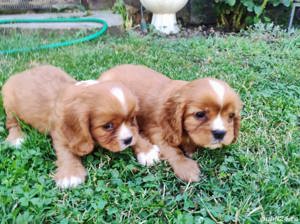 Vand pui cavalier king charles spaniel ruby , bicolor , tricolor  - imagine 1