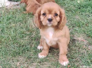Vand pui cavalier king charles spaniel ruby , bicolor , tricolor  - imagine 3
