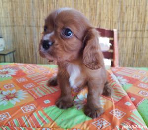Vand pui cavalier king charles spaniel ruby , bicolor , tricolor  - imagine 4