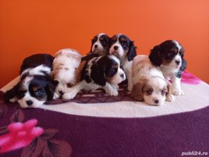 Vand pui cavalier king charles spaniel ruby , bicolor , tricolor  - imagine 5