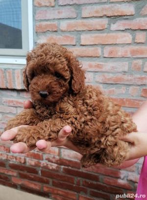 Vand pudel caniche caniș  - imagine 7 Vand pudel caniche caniș  - imagine 7