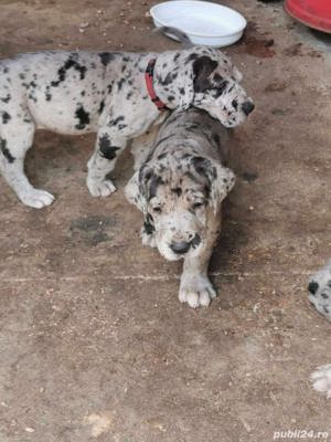 Vand pui de dog german  - imagine 3 Vand pui de dog german  - imagine 3