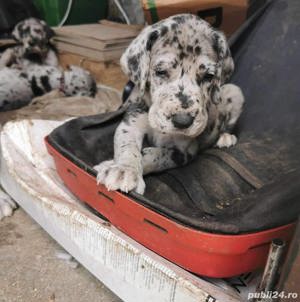 Vand pui de dog german 