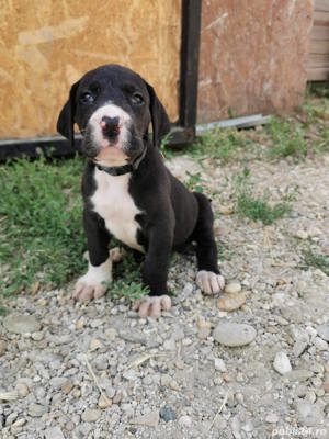 Vand pui de dog german  - imagine 2 Vand pui de dog german  - imagine 2