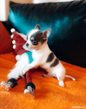 Vand pui de chihuahua  - imagine 8