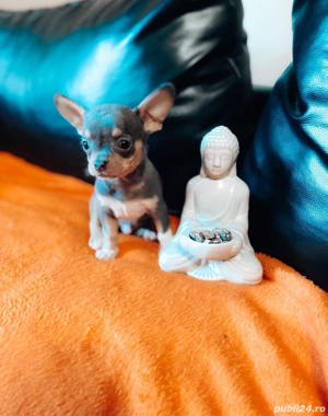 Vand pui de chihuahua  - imagine 2