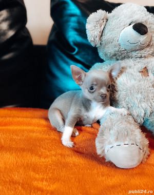 Vand pui de chihuahua  - imagine 7