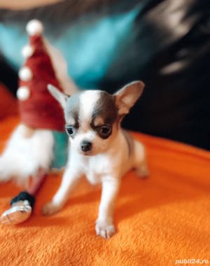 Vand pui de chihuahua  - imagine 4