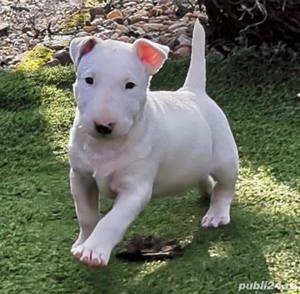 Vand pui de bullterrier-bull terrier - imagine 2