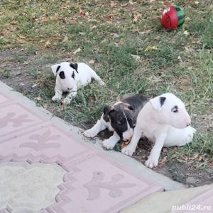 Vand pui de bullterrier-bull terrier - imagine 1