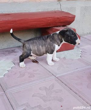 Vand pui de bullterrier-bull terrier - imagine 4