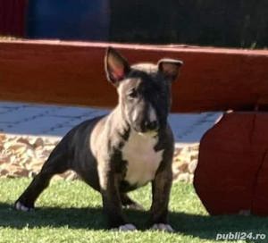 Vand pui de bullterrier-bull terrier - imagine 5
