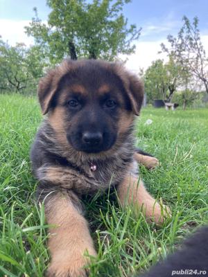 Vand ciobanesc german!! - imagine 2 Vand ciobanesc german!! - imagine 2