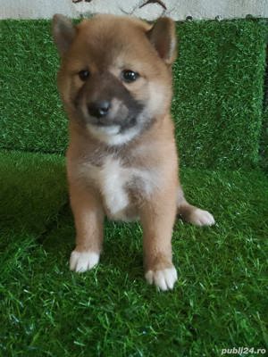 Pui shiba inu - imagine 6