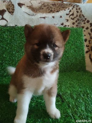 Pui shiba inu - imagine 5