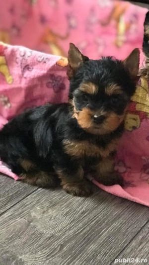 Yorkshire/yorki/yorkie terrier femele&masculi!! - imagine 1