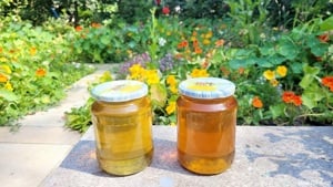 Miere Salcam , Miere Poliflora , 100% NATURALA BIO, producție 2024