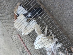 porumbei ornament  - imagine 2