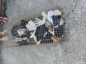 porumbei ornament  - imagine 5