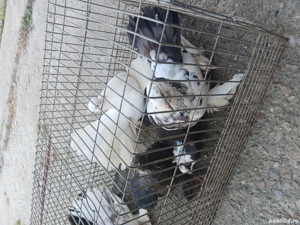 porumbei ornament  - imagine 4