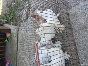 porumbei ornament  - imagine 3