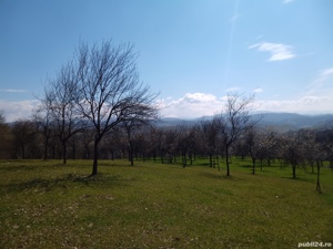 teren in Timiș zona de munte Valea lui Liman  - imagine 3