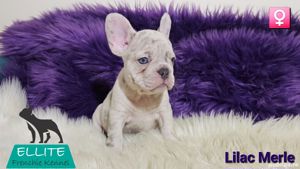 Bulldog Francez - Ellite Kennel, Lilac Merle Tan, Blue Merle Tan, Lilac Tan Isabella carrier - sale  - imagine 6