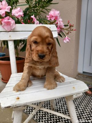 Vand cocker/coker spaniel/spaniol pe negru si auriu!! - imagine 2 Vand cocker/coker spaniel/spaniol pe negru si auriu!! - imagine 2