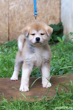 De vanzare pui de akita inu(japonez) pe alb si portocaliu - imagine 3 De vanzare pui de akita inu(japonez) pe alb si portocaliu - imagine 3