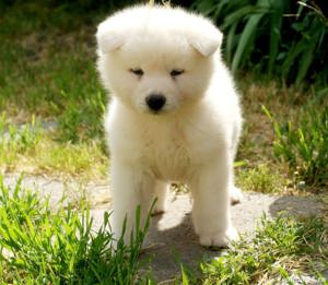 De vanzare pui de akita inu(japonez) pe alb si portocaliu - imagine 2 De vanzare pui de akita inu(japonez) pe alb si portocaliu - imagine 2