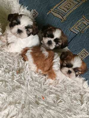 Pui de shih-tzu/shihtzu/shih tzu - imagine 2