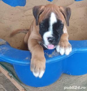 Vand catei de boxer!! - imagine 3