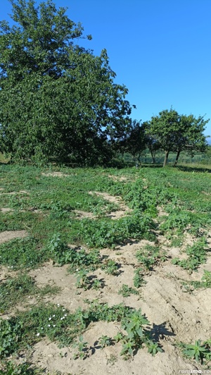 Parcele Teren Barnova -Todirel, aproape de pădure  - imagine 8