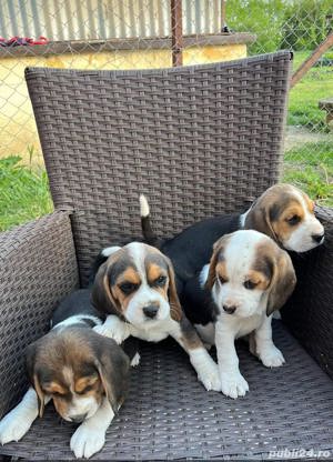 Pui beagle tricolor bicolor