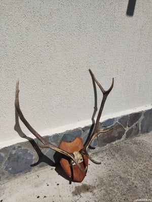 Vand coarne cerb mari vechi  bogate