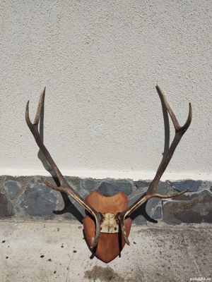 Vand coarne cerb mari vechi  bogate - imagine 8