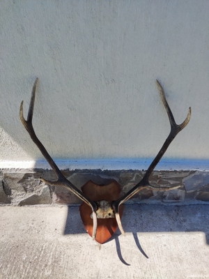 Vand coarne cerb mari vechi  bogate - imagine 3