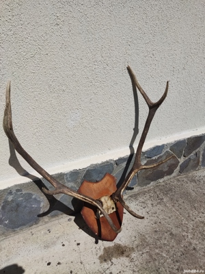 Vand coarne cerb mari vechi  bogate - imagine 6