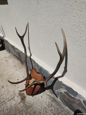 Vand coarne cerb mari vechi  bogate - imagine 4