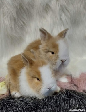 iepuri mini toy pitici - imagine 2 iepuri mini toy pitici - imagine 2