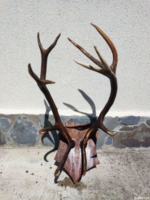 Vand coarne cerb mari vechi  bogate - imagine 2