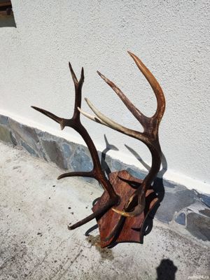 Vand coarne cerb mari vechi  bogate - imagine 9